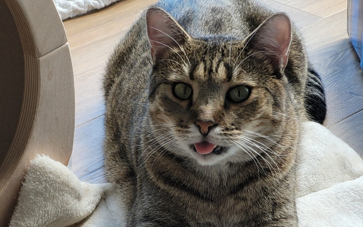 Zbiórka Rysiu walczy z FIP - zdjęcie główne