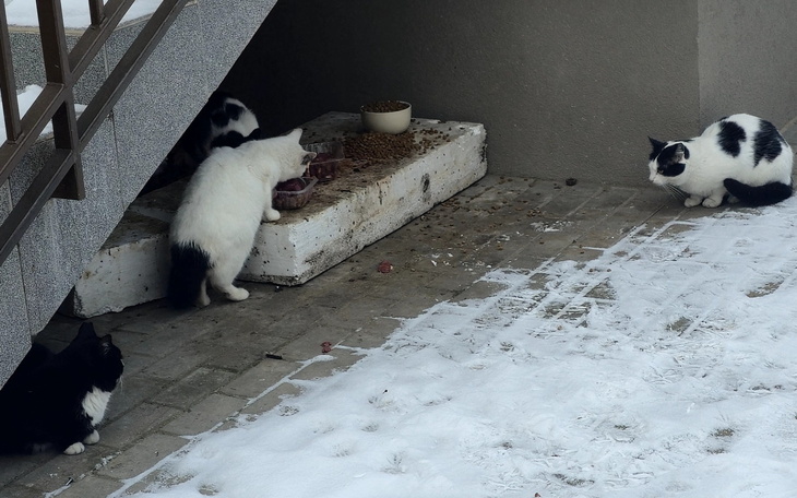 Cztery koty jedzące w zimowej scenerii.