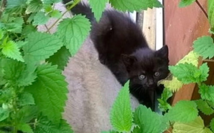 Zbiórka Podaruj dzikusom trochę luksusu - zdjęcie główne