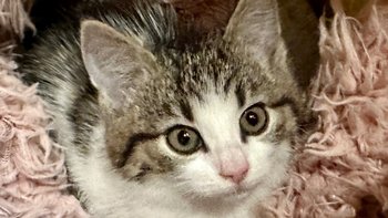 Zbiórka Zbiórka listopadowa - miniaturka zdjęcia