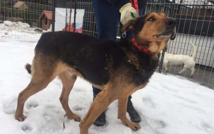 Zbiórka Buda dla niewidomego Jasperka - zdjęcie główne