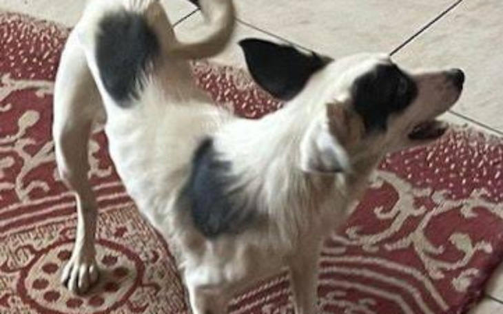 Pies z czarnymi łatami, szczęśliwy i w ruchu.