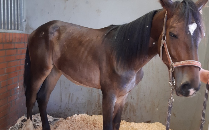 Zbiórka Młoda klacz potrzebuje pomocy - zdjęcie główne