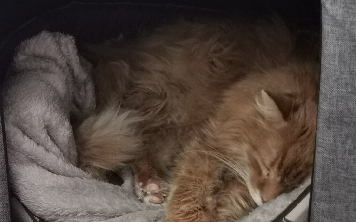 Zbiórka Operacja i leczenie Garfielda - zdjęcie główne