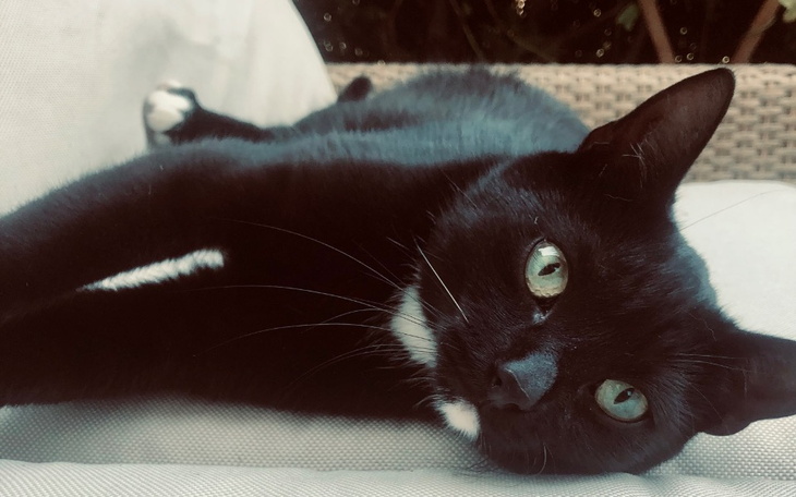 Zbiórka Na Stefana i jego przyjaciół - zdjęcie główne