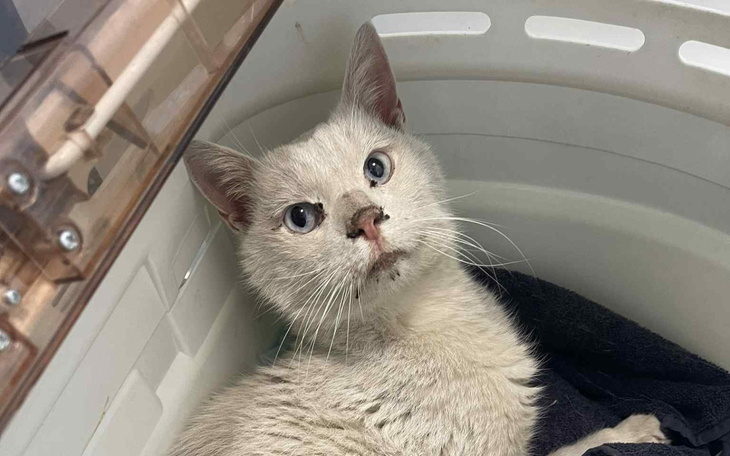 Kot o jasnym futrze, patrzy z niepokojem.