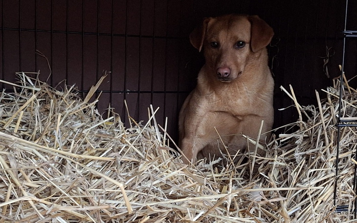 Pies w klatce, otoczony słomą, z poważnym wyrazem twarzy.