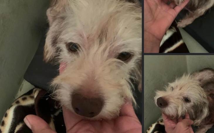 Zbiórka Leczenie Westa z Żywca - zdjęcie główne