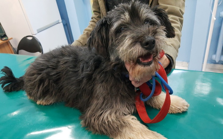 Zbiórka Sisi z przepukliną - zdjęcie główne