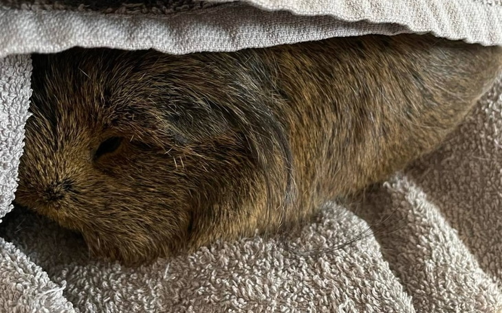 Zbiórka Balbinka chce wrócić do domu - zdjęcie główne