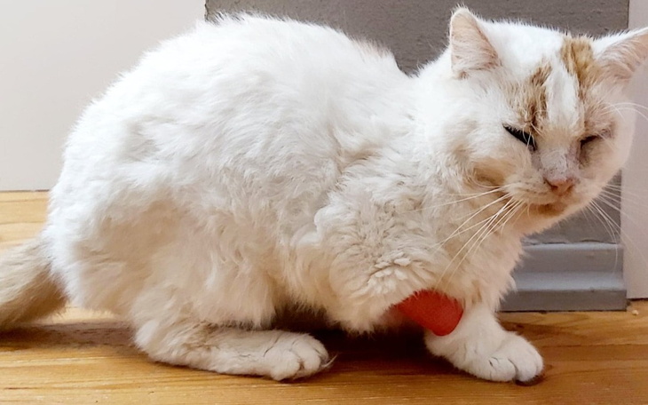 Zbiórka Na leczenie azylowych zwierzaków - zdjęcie główne