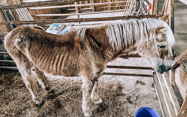 Koń w stajni, z widocznymi żebrami.