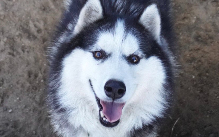 Szczęśliwy husky patrzący w obiektyw.