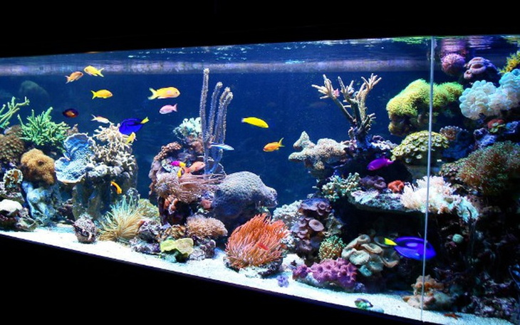 Zbiórka Akwarium 365 dni - zdjęcie główne