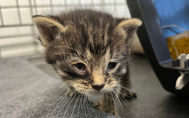 Zbiórka Dramat kociąt wyrwanych z szopy - zdjęcie główne