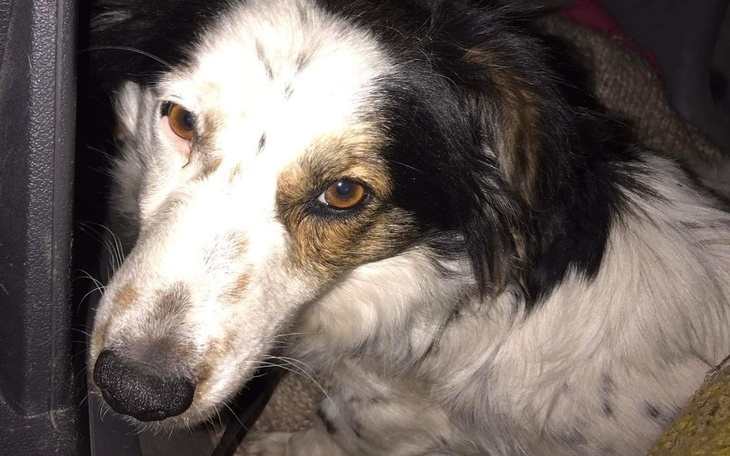 Zbiórka Sterylka na cito bezdomnej suki - zdjęcie główne