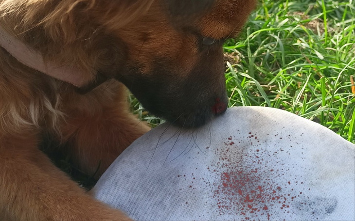 Zbiórka Pomoc szczeniakowi - zdjęcie główne