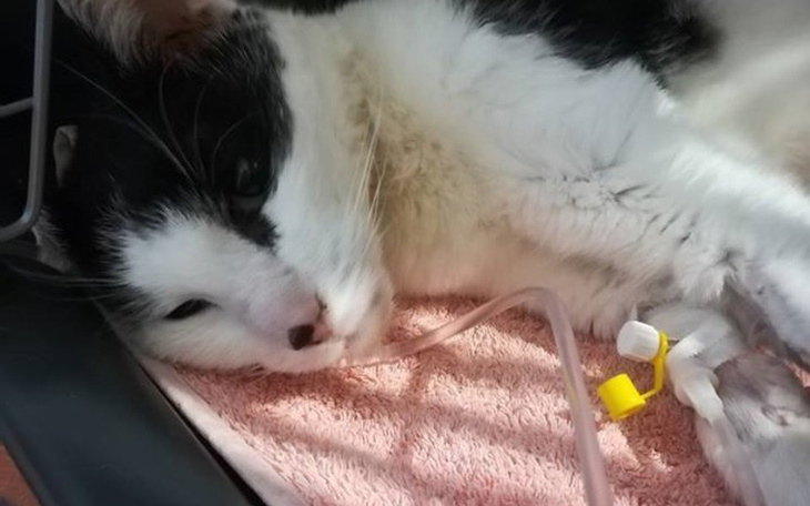 Zbiórka Waleczny Misza przegrał walkę... - zdjęcie główne