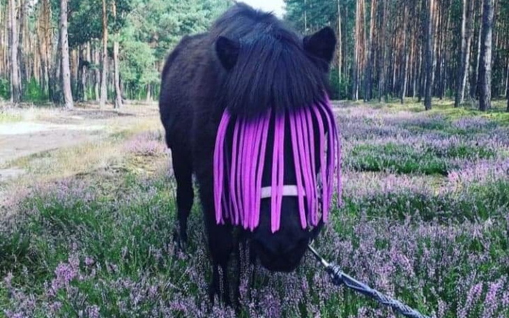 Zbiórka Dalej potrzebna pomoc dla Dalii - zdjęcie główne