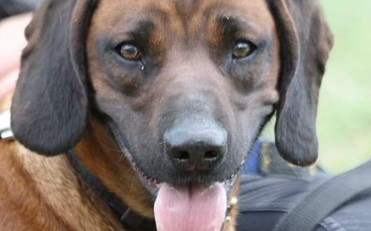 Zbiórka Izera chce widzieć - posokowiec - zdjęcie główne