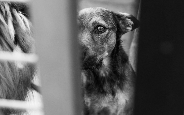 Czarnobiałe zdjęcie psa patrzącego zza przeszkody.