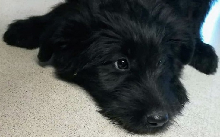 Zbiórka Bunia, psi worek na kleszcze... - zdjęcie główne