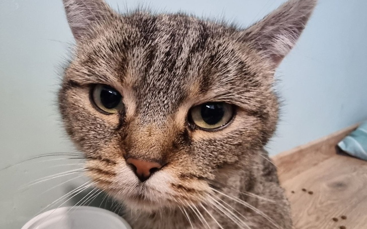 Zbiórka Nagła operacja kota - zdjęcie główne