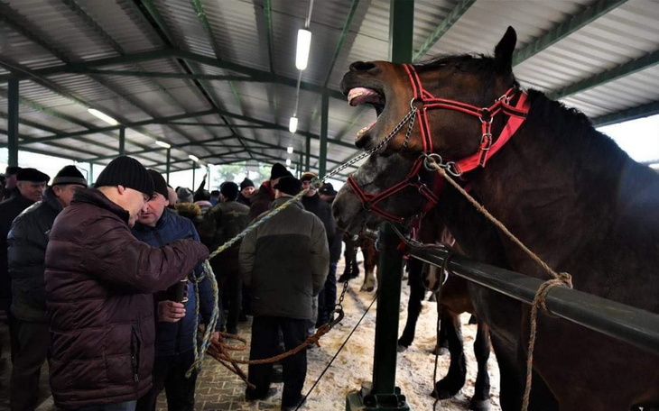 Zbiórka Uratujmy wspólnie konia - zdjęcie główne