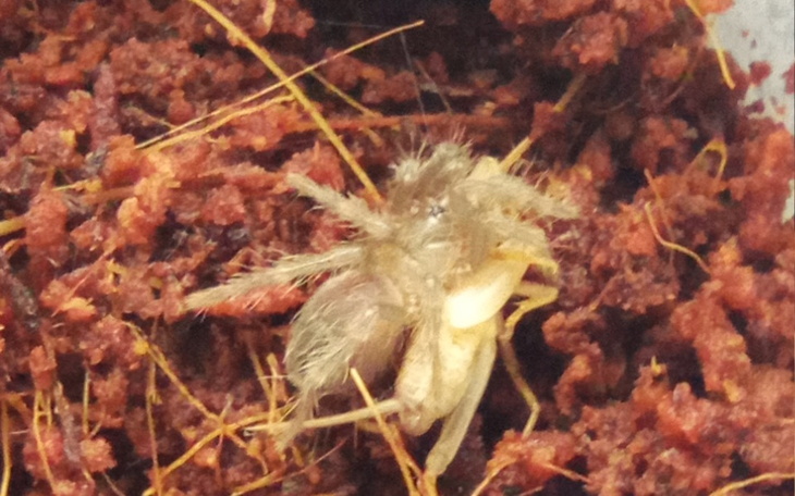 Zbiórka Na ptaszniki - zdjęcie główne