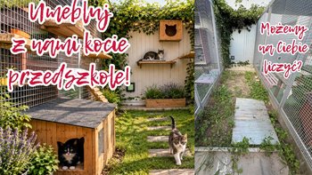 Zbiórka Umebluj z nami wybieg dla kocich przedszkolaków! - miniaturka zdjęcia