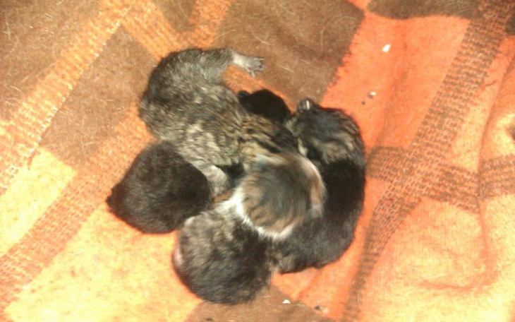 Zbiórka na zakup karmy dla kotów - zdjęcie główne