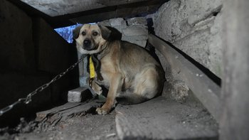 Zbiórka Psy bez pomocy. Wrósł im łańcuch - miniaturka zdjęcia