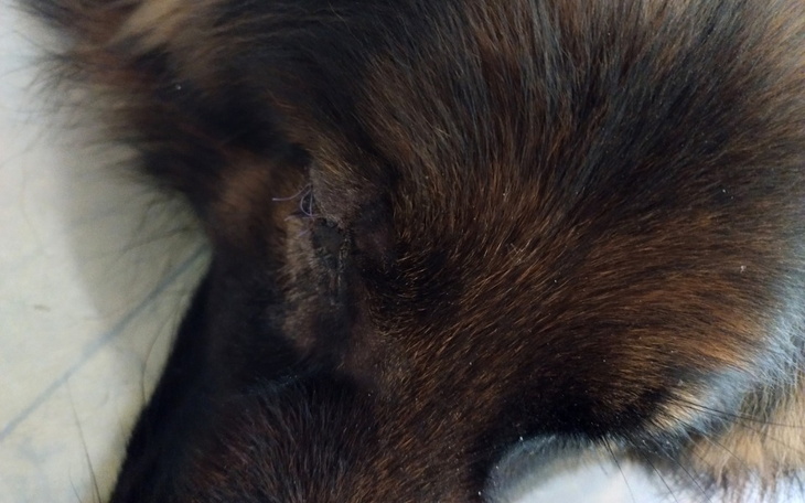 Zbiórka Ratujemy oko Amirce - zdjęcie główne