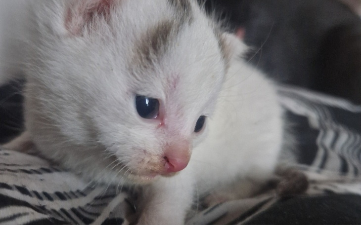 Zbiórka Pokarm dla czterech łapek - zdjęcie główne