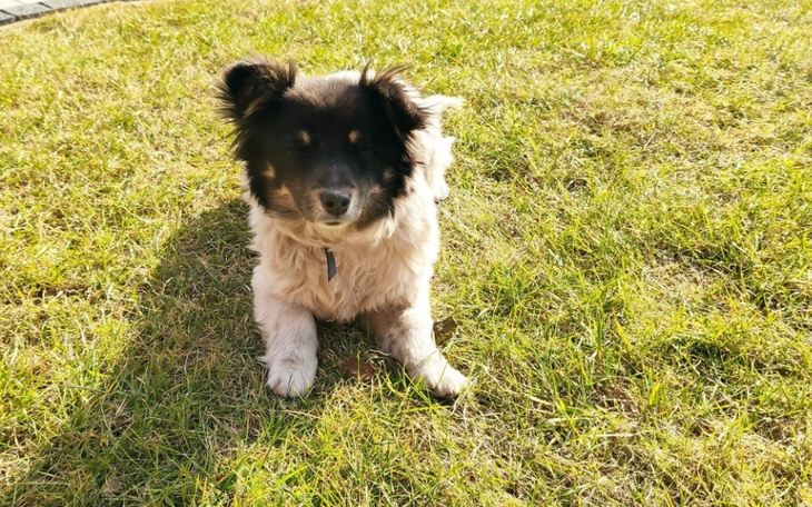 Zbiórka Chico - piesek walczący o życie - zdjęcie główne