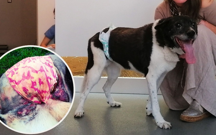 Pies w opatrunku, z uśmiechem na twarzy.