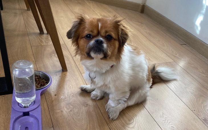 Pies siedzący na podłodze obok miski z jedzeniem i wodą.