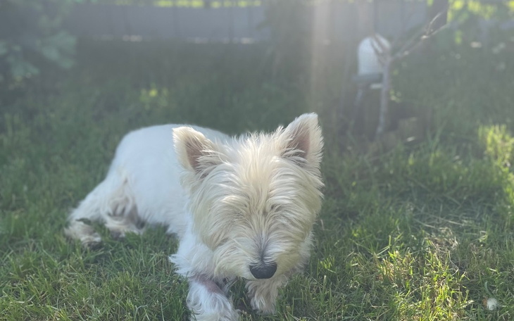 Zbiórka Leczenie Albusia - zdjęcie główne