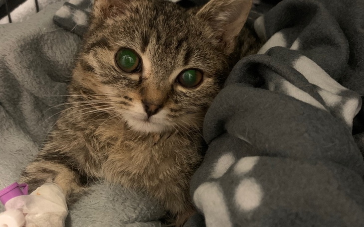 Zbiórka Pomoc finansowa-uratujmy kociaka - zdjęcie główne