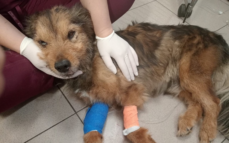 Zbiórka Potrąciło mnie auto- cud ze zyje - zdjęcie główne