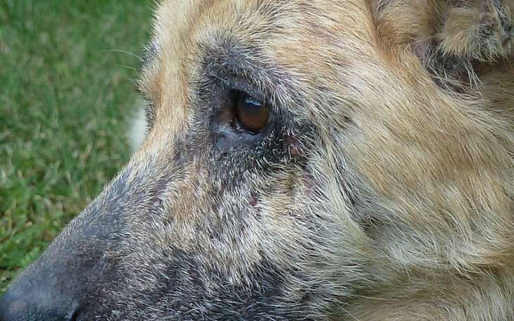 Zbiórka Skrajnie zaniedbany owczarek - zdjęcie główne