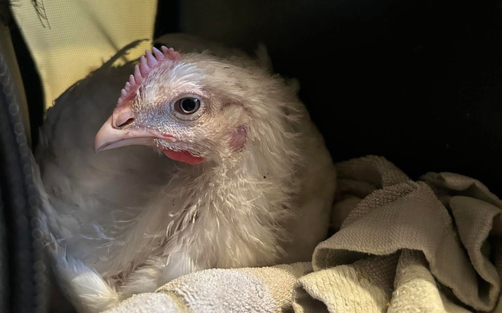 Pisklę z niebieskimi oczami, siedzące w kocu.