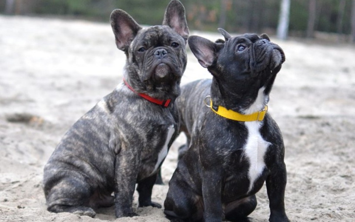 Zbiórka buldog francuski hodowla FCI - zdjęcie główne