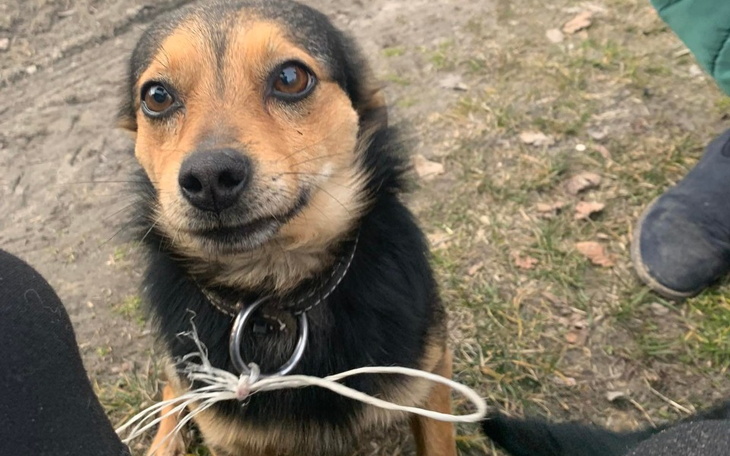 Zbiórka Reksio - odpięty Z ŁAŃCUCHA - zdjęcie główne