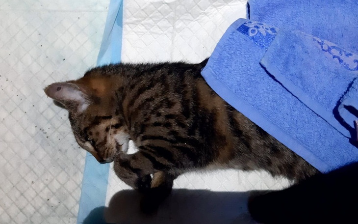 Zbiórka Uratować koty od panleukopenii - zdjęcie główne