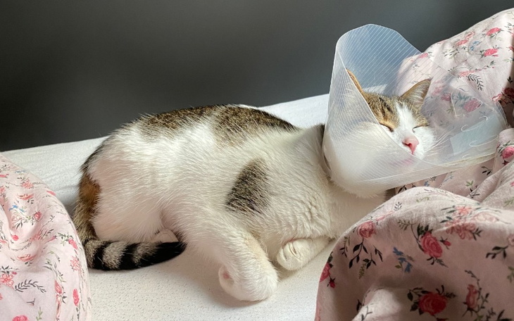 Zbiórka Leczenie Parszywka - zdjęcie główne