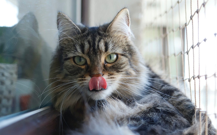 Zbiórka Kołtun walczy o życie - zdjęcie główne