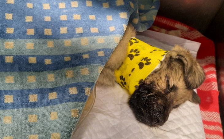 Zbiórka Walczymy z parowirozą - zdjęcie główne