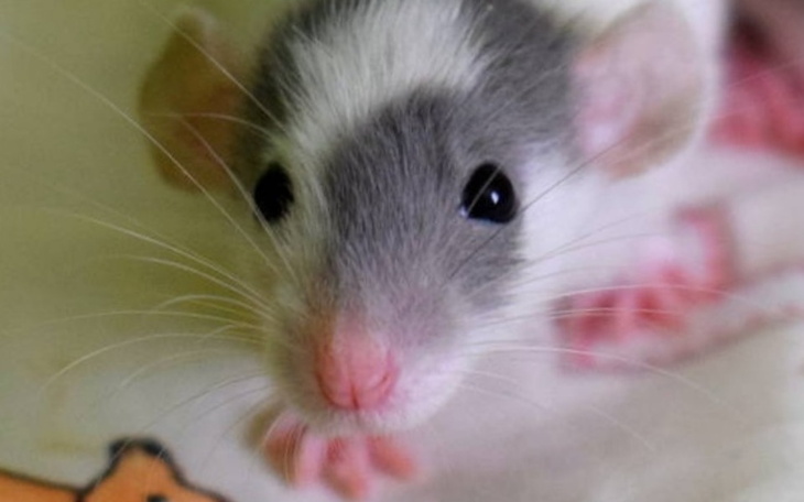 Zbiórka Na operację szczurka i na leki - zdjęcie główne