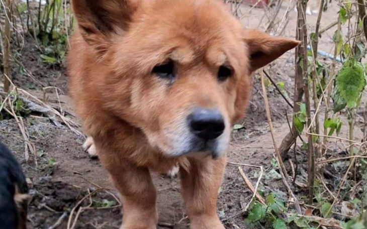 Pies rasy chow chow w ogrodzie, z wyrazem smutku na twarzy.